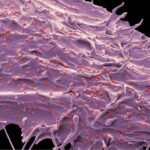 Erkek sağlığında eksozom tedavisinin yenileyici ve destekleyici bir yaklaşım olarak değerlendirildiğini gösteren temsili görsel